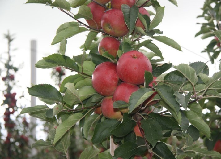 BiOhumat in de fruitteelt